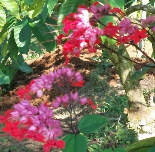 Jungle Haven - Private Riverside *