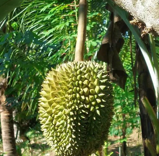Jungle Haven - Private Riverside Meliling