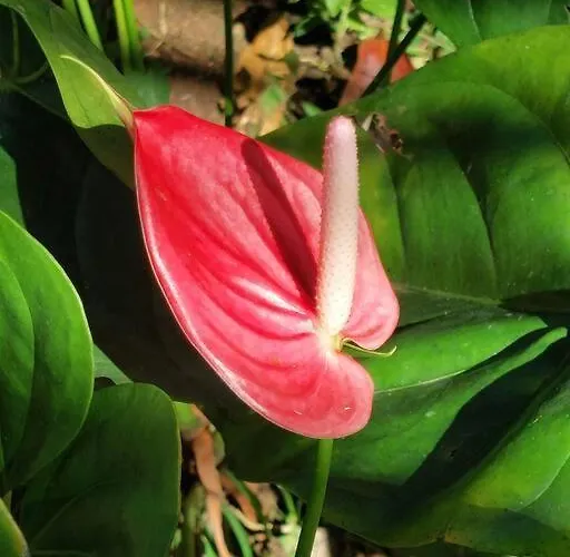 Jungle Haven - Private Riverside Meliling